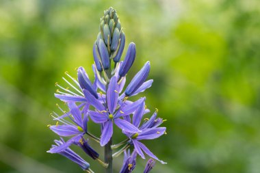 Close up of a camassia flower in bloom in the garden clipart