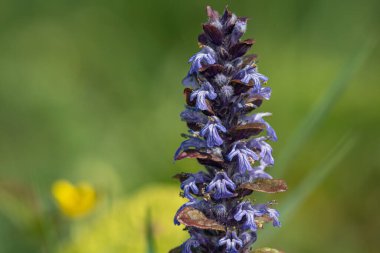 Çiçek açmış bir borazanın (ajuga reptans) kapanışı