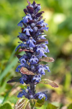 Çiçek açmış bir borazanın (ajuga reptans) kapanışı