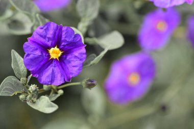 Mavi bir patates çalısı üzerinde çiçek demeti (Lycianthes rantonnetii)