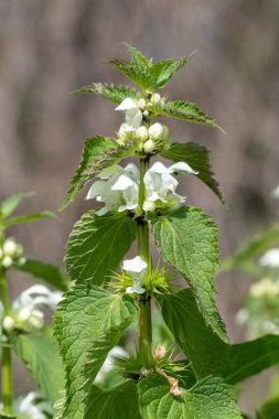 Isırgan otunun (urtica dioica) çiçek açmasına yakın