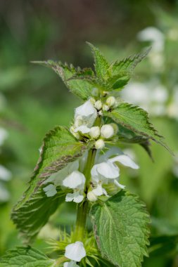 Isırgan otunun (urtica dioica) çiçek açmasına yakın