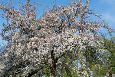 Çiçek açmış eski moda bir elma ağacının yakınında.