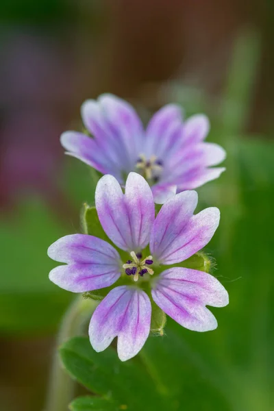 Makro Strzał Gołębi Geranium Stóp Geranium Molle Kwiaty Rozkwicie — Zdjęcie stockowe