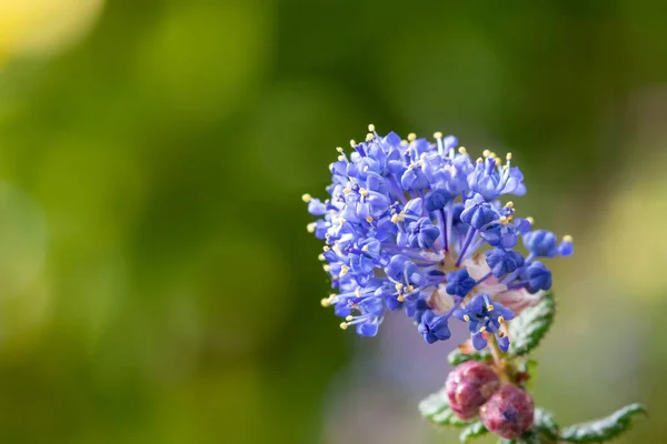 Detailní Záběr Květin Kalifornském Šeříku Ceanothus — Stock fotografie