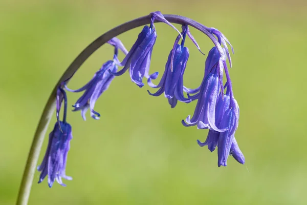 Close Bluebell Hyacinthoides Non Scripta Flor Flor — Fotografia de Stock