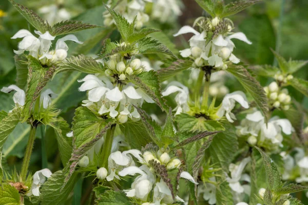 Isırgan otunun (urtica dioica) çiçek açmasına yakın