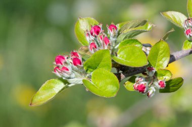 Pembe küme aşamasındaki bir dalda elmanın çiçek açması yakın.