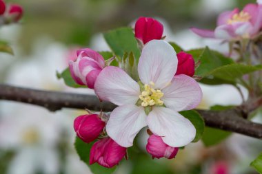 Çiçek açmış elma çiçeğinin makro çekimi.