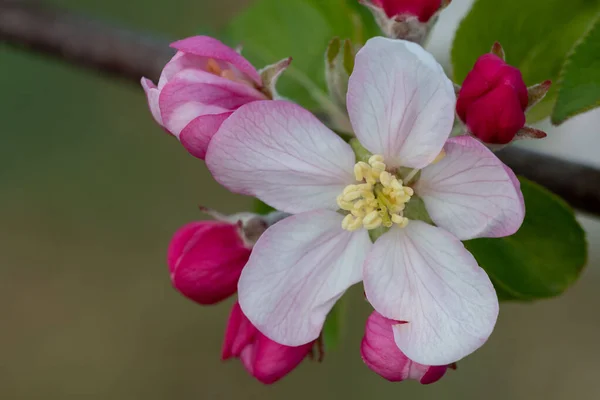 Макрознімок Цвітіння Яблук Цвітіння — стокове фото