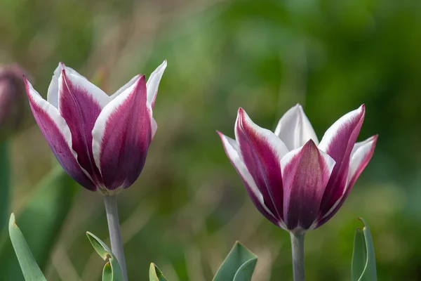 Close Purple White Tulips Bloom — Stock Photo, Image