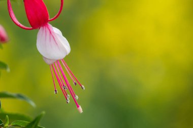 Çiçek açmış pembe ve beyaz fuşyalara yakın.