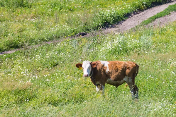 little cow is planted in a meadow in Russia 2019