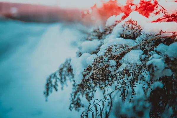 Neve Inverno Grama — Fotografia de Stock