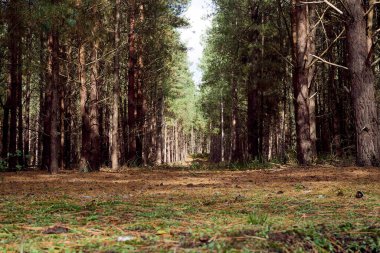 Çam ormanlarındaki ağaçtaki boşluk, güneş parlar yere ve arka plandaki ağacı aydınlatır.