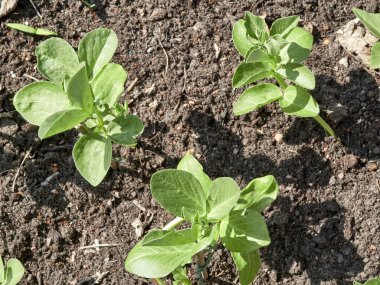 Yukarıdan gelen fasulye tohumu bahçedeki sebze bahçesinde yetişiyor. Bitkiler sadece bir aylık ve tam gün ışığında.. 