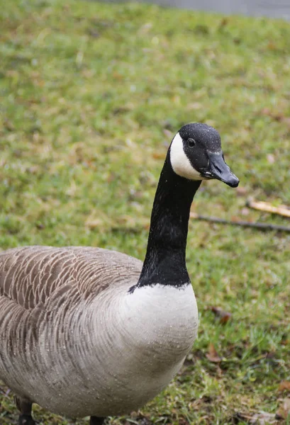 Καναδάς Goose — Φωτογραφία Αρχείου