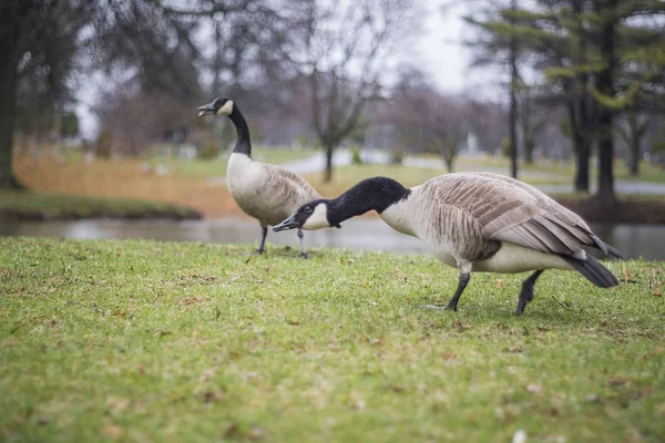 Καναδάς Goose — Φωτογραφία Αρχείου