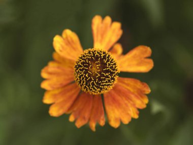 Zinnia Angustifolia Çiçeğinin Üst Görünümü