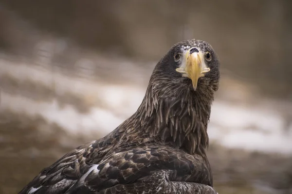 Close-up Half Body Shot van Steller 's Sea Eagle (Haliaeetus pelagicus) — Stockfoto