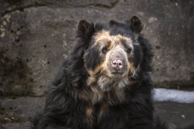 Half Body Shot of an Andean Bear or as Known by Spectalced Bear clipart