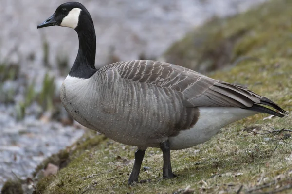 Профіль Сайті Canada Goose — стокове фото