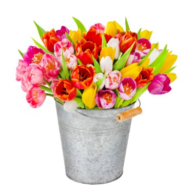 Beyaz arkaplana karşı laleler