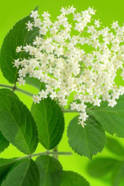 Yaşlı - Yaşlı Çiçekler