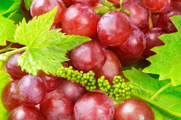 Vino - uvas y hojas — Foto de Stock