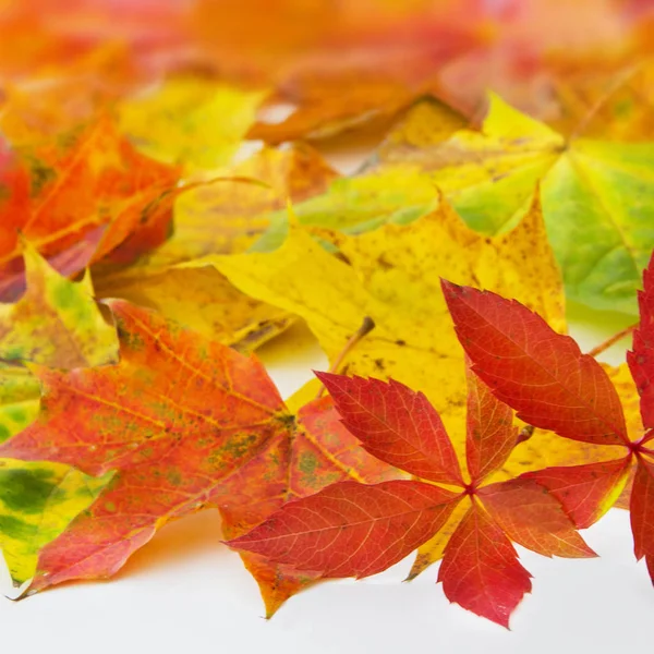 Folhas de outono contra fundo branco — Fotografia de Stock