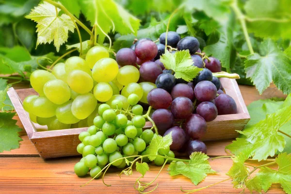 Vino - uvas —  Fotos de Stock