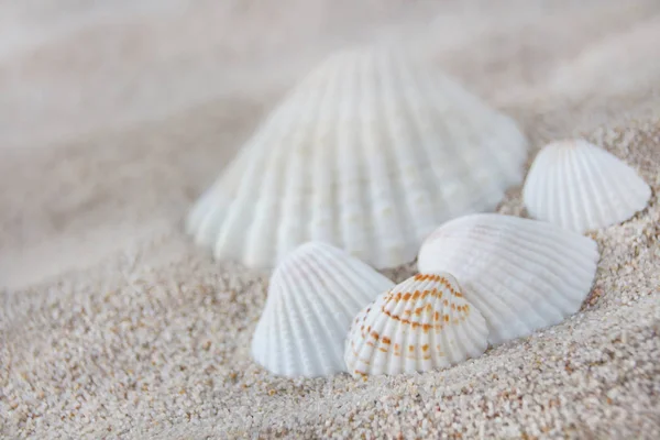 Conchas de mar y arena — Foto de Stock