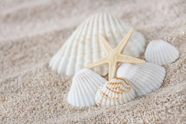 Conchas de mar y arena — Foto de Stock