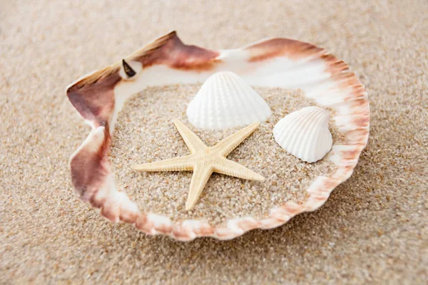 砂と貝殻 — ストック写真