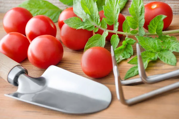 Garten - Tomaten — Stockfoto