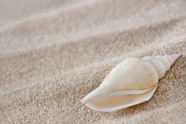 Sea shell on the beach Royalty Free Stock Images