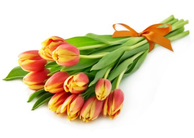 Beyaz arkaplana karşı laleler