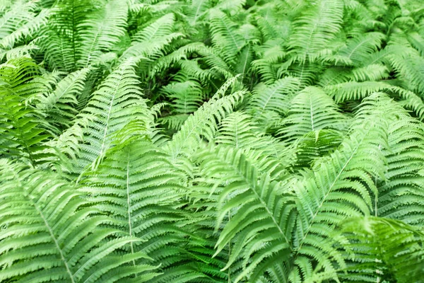 Green fern as a background — Stock Photo, Image