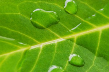 Arkaplan olarak su damlaları olan yeşil yaprak