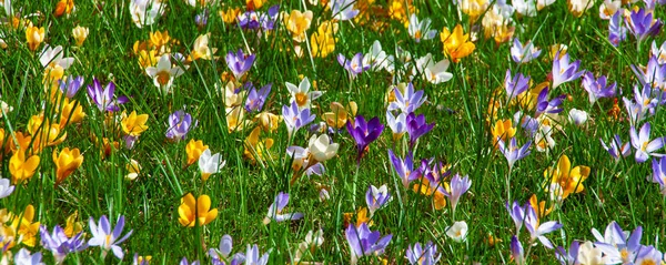 Arkaplan olarak renkli timsahlar yakın plan