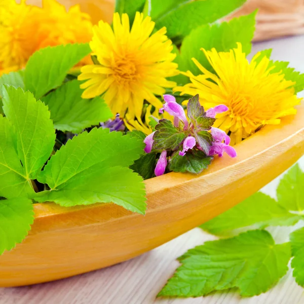Salát s bylinkami a květy - Goutweed a pampeliška — Stock fotografie