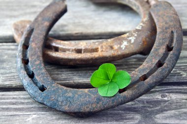 Şans sembolü at nalı ve şanslı yonca.