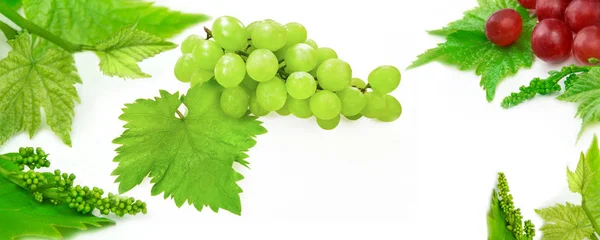 Uvas e folhas de vinho no fundo — Fotografia de Stock