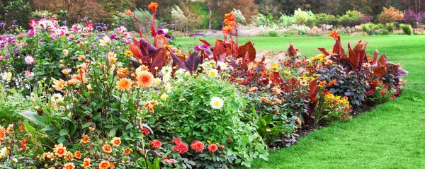 Květinové lůžko podzim s barevnými květinami a rostlinami jako pozadí — Stock fotografie