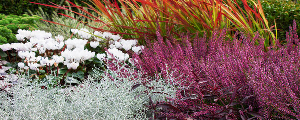 Цветочное ложе осень с красочными цветами и растениями в качестве фона
