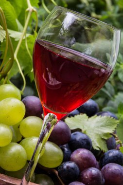 Üzüm ve üzümlü kırmızı şarap kadehi