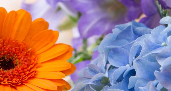 Hydrangea a Gerbera jako podkladový transparent — Stock fotografie