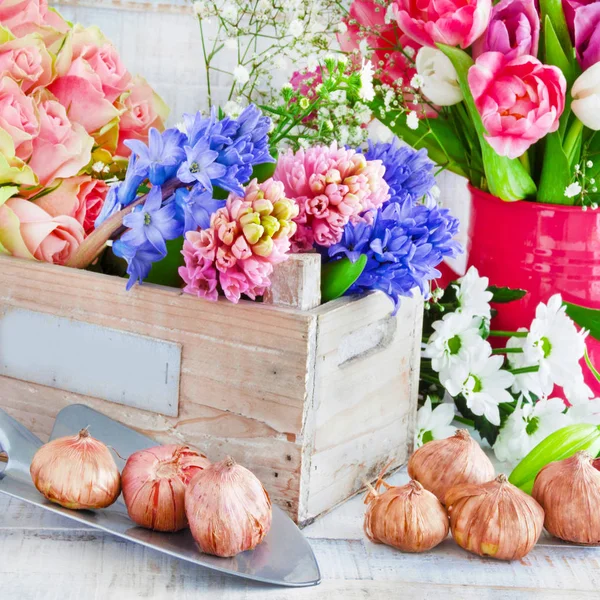 Квіти і цибулини в дерев'яній коробці — стокове фото
