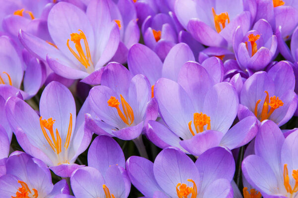 Crocus blossoms as background close up