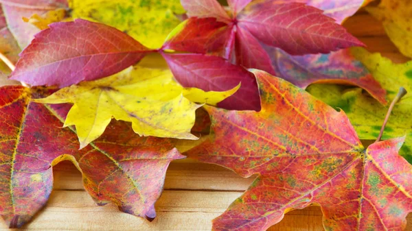 Folhas de outono coloridas como fundo — Fotografia de Stock